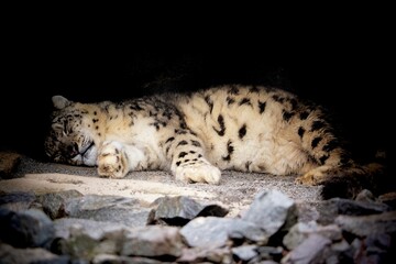 Fototapeta premium there is a snow leopard that is sleeping on the rocks