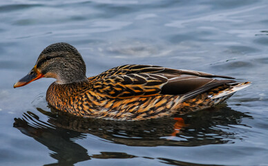 The mallard (Anas platyrhynchos) is a dabbling duck
