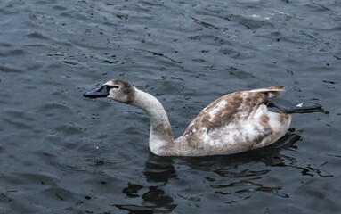Young birds mute swan (Cygnus olor), a bird with variegated feathers swims