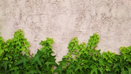 ivy on concrete wall texture