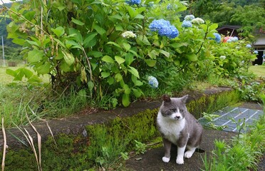 a sitting gray wild cat
