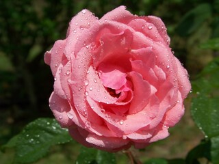 pink rose with water drops
