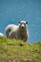 Fototapeta premium White sheep is standing in a green meadow.
