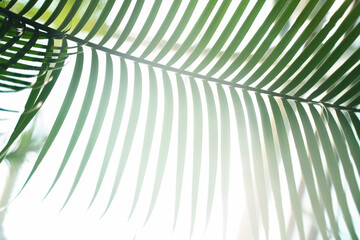 Natural background with tropical leaf