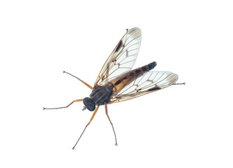 Obraz premium Makroaufnahme einer Skorpionsfliege (Panorpa). Fliege von oben vor weißem Hintergrund fotografiert.