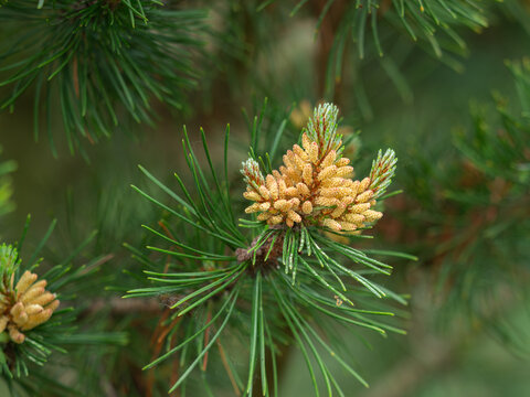 Pollentragende männliche Blüten an einem Zweig der Latschenkiefer (Pinus mugo).