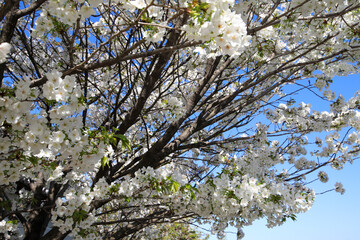 Fototapeta premium 満開の大島桜