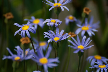 Pretty blue Aster flower in the garden - 672352432