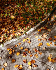 Foliage: The carpet of fallen dry leaves, with their rich hues and delicate textures, beautifully encapsulates the quintessential essence of the autumn season.