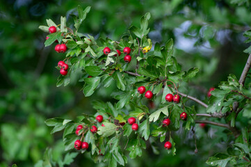 Crataegus monogyna common one-seed hawthorn hawberry with red ripened fruits on tree branches