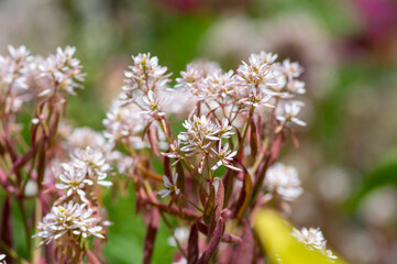 Euphorbia hypericifolia ornamental golden spurge plant in bloom, flowering bunch of white chickenweed flowers
