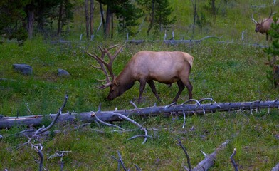 a elk grazing on a hillside in a forest, near fallen trees