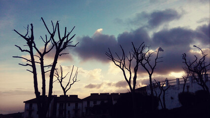 Silhouette of bare autumn trees at sunset in Monte Sant'Angelo.