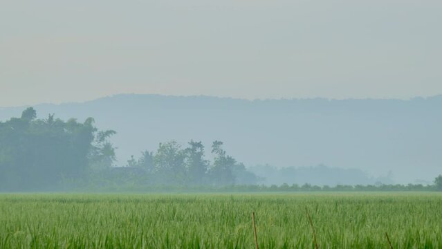 The dewy and misty morning atmosphere of Jember Indonesia's rural rice fields with trees in the background