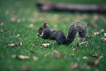 squirrel eating nut