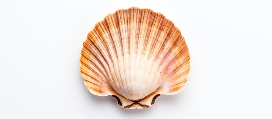 A white background with a scallop