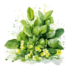Foto op Plexiglas Watercolor illustration of Spices. Sprigs of spinach with spinach flowers © Анна Таранкова