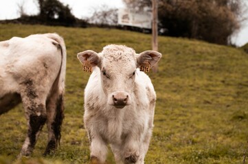 Obraz premium Group of white cows standing in a lush green pasture on the hill