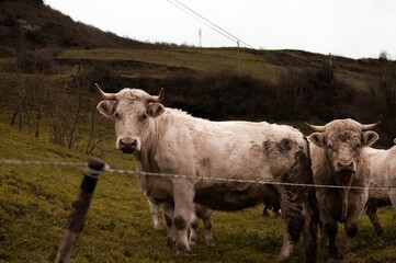 Group of white cows standing in a lush green pasture on the hill