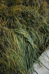 Green grass braided at the wooden path through the swamp