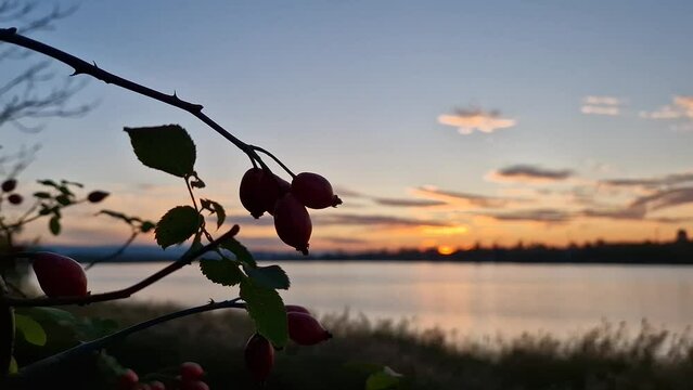 Closeup red brier berries on bush over autumn sunset background. Ripe rose hips growing on branches, organic autumn fruits. Rosa canina plant