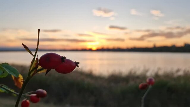 Closeup red brier berries on bush over autumn sunset background. Ripe rose hips growing on branches, organic autumn fruits. Rosa canina plant