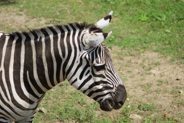 Black and white striped zebra stands in a lush green grassy field, grazing placidly on vegetation