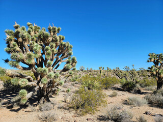 Yucca brevifolia Engelm. The Joshua tree of the desert in Mojave, Nevada. Perennial evergreen monoecious plant.