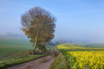 Atmospheric autumn landscape. A picturesque dirt road winds past colorful trees and a yellow-flowering rapeseed field down into the misty valley.