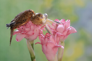 A pair of canaries are resting on a torch ginger flower. This sweet-voiced bird has the scientific...