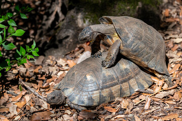 A turtle in Europe's largest turtle sanctuary, Corsica, France, A Cupulatta