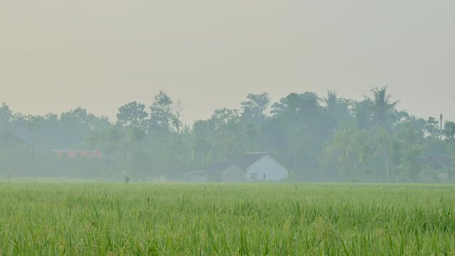 The dewy and misty morning atmosphere of Jember Indonesia's rural rice fields with trees and houses in the background