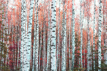  Beautiful birch trees with white birch bark