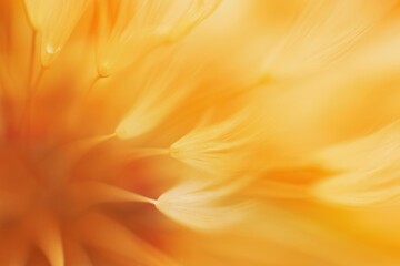 Abstract orange color gradient dandelion flower.