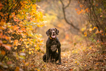 Pointer hunting dog in the forest in autumn