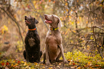 dog in autumn forest