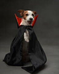 Jack Russell Terrier in Halloween costume. Studio shot of a white and brown dog wearing a black cape with red collar, looking alert with a playful expression.