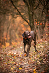 Pointer hunting dog in the forest in autumn