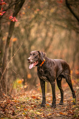 Pointer hunting dog in the forest in autumn