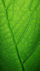 Vivid green leaf macro showcasing intricate vein patterns, creating natural texture backdrop