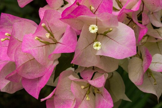 Closeup shot of blooming pink bougainvillea spectabilis flowers