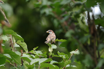 Moineau domestique (Passer domesticus)
Passer domesticus in its natural element
