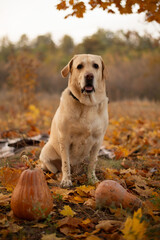 golden retriever puppy