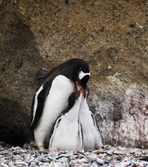 Fototapeta premium a group of penguins standing around a hole on a rocky shore