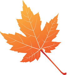 Illustrations Simple beautiful mapple leaf illustration