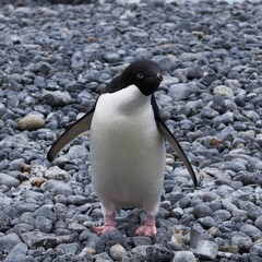 Fototapeta premium a small penguin walking across a bed of rocks on a beach