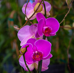Branch with phalaenopsis flowers shades of purple.