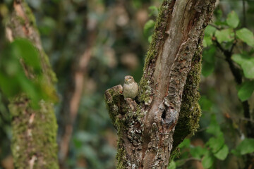Moineau domestique (Passer domesticus)
Passer domesticus in its natural element
