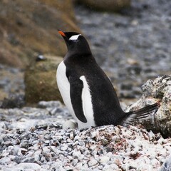 Fototapeta premium a penguin standing on a rocky beach next to a rock