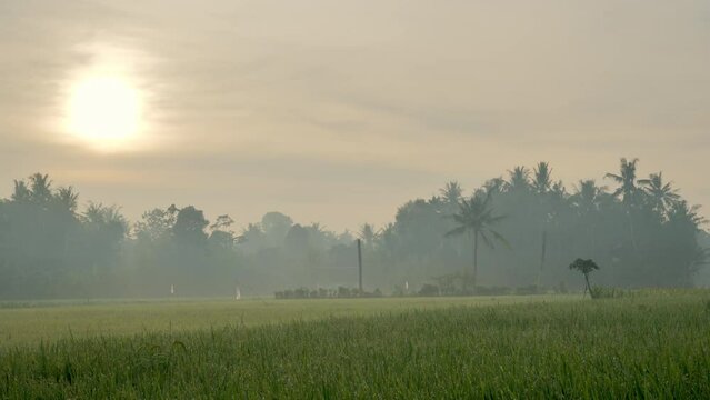 The dewy morning atmosphere of Jember Indonesia's rural rice fields with the sun rising and trees in the background